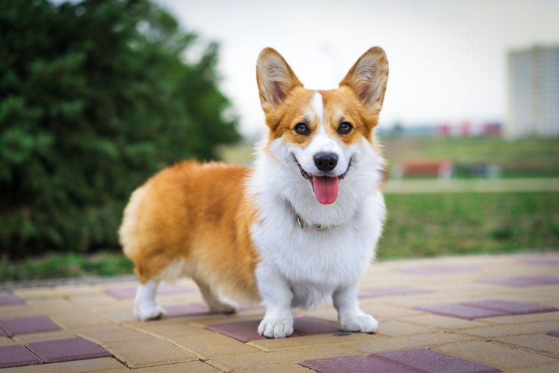 Dog 1